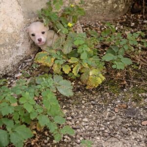 From Abandonment to Safety: A Puppy’s Journey Through Heat and Trust