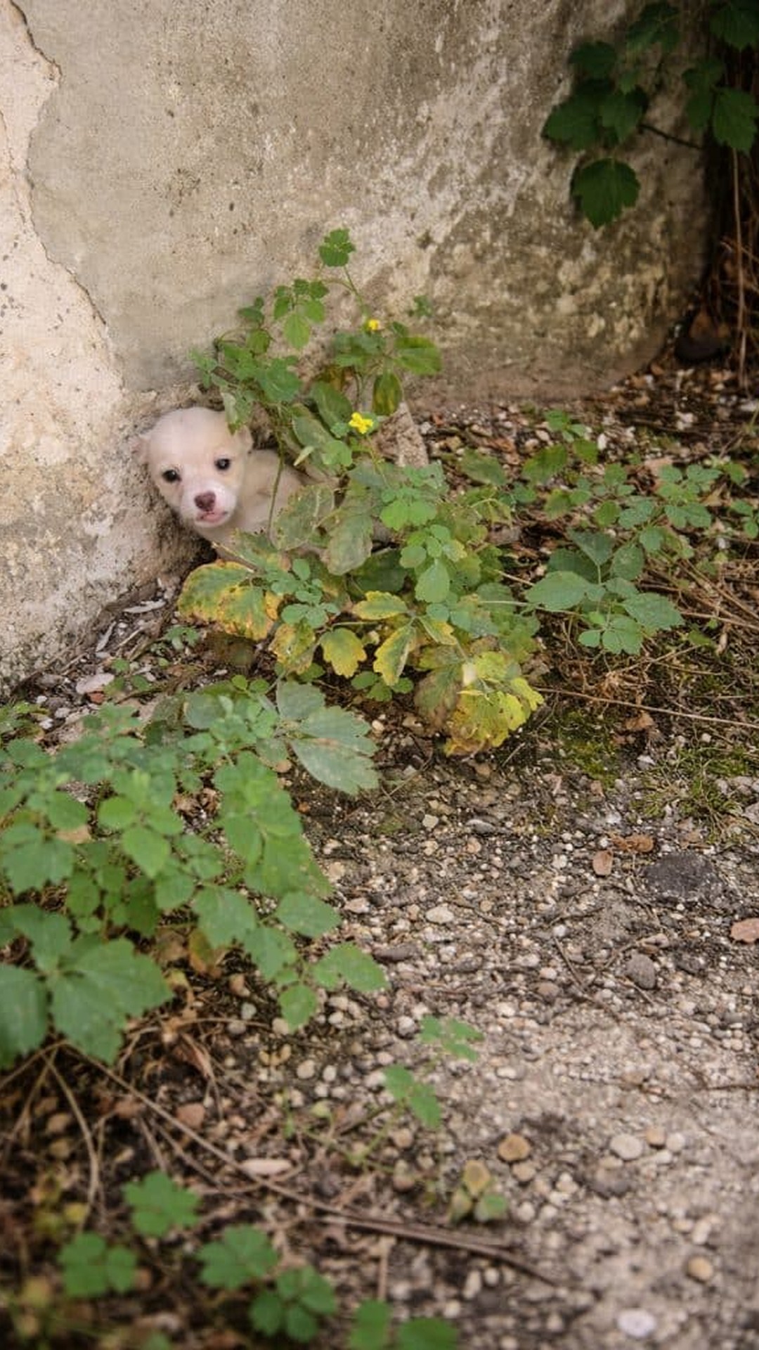 From Abandonment to Safety: A Puppy’s Journey Through Heat and Trust