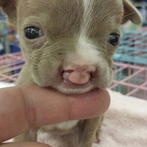 Tiny Pit Bull Puppy Sasha Overcomes Severe Birth Defect with Care and Love