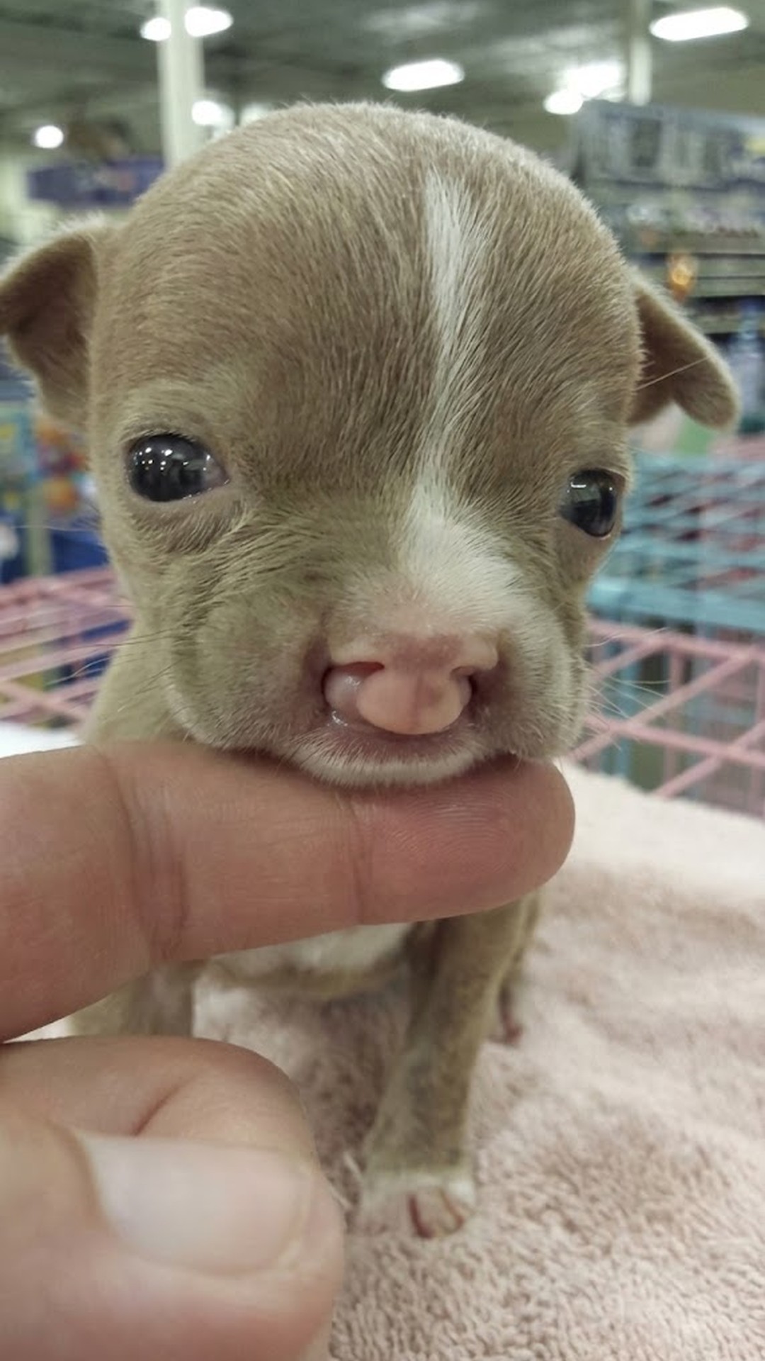Tiny Pit Bull Puppy Sasha Overcomes Severe Birth Defect with Care and Love