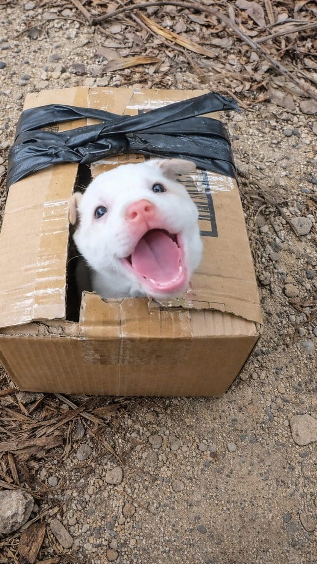 Motorbike Ride Leads to Rescue of a Stray Puppy