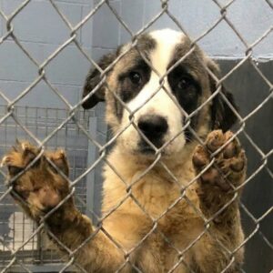 Rescue Team Finds Two Dogs After Six Years in Cramped Crates