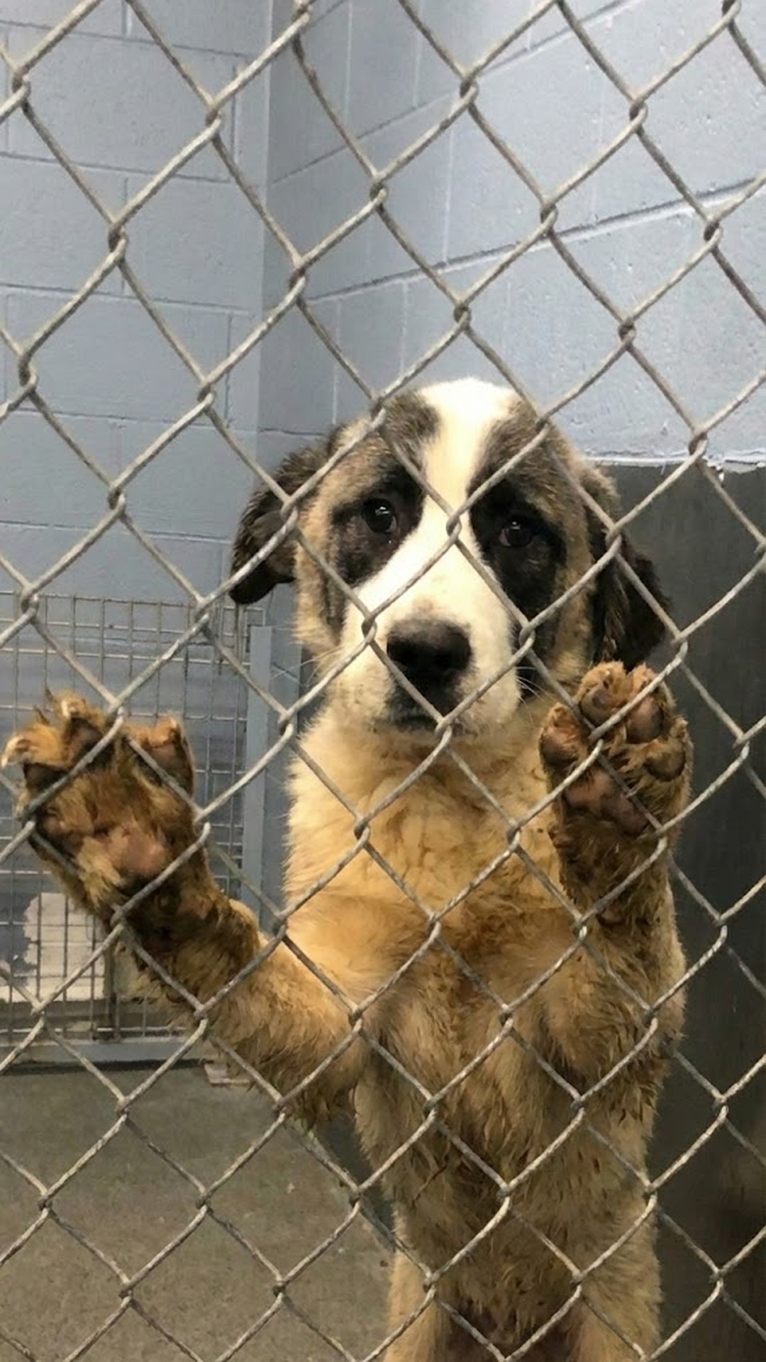Rescue Team Finds Two Dogs After Six Years in Cramped Crates