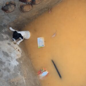 Man Rescues Trapped Puppy After Hearing a Faint Whimper