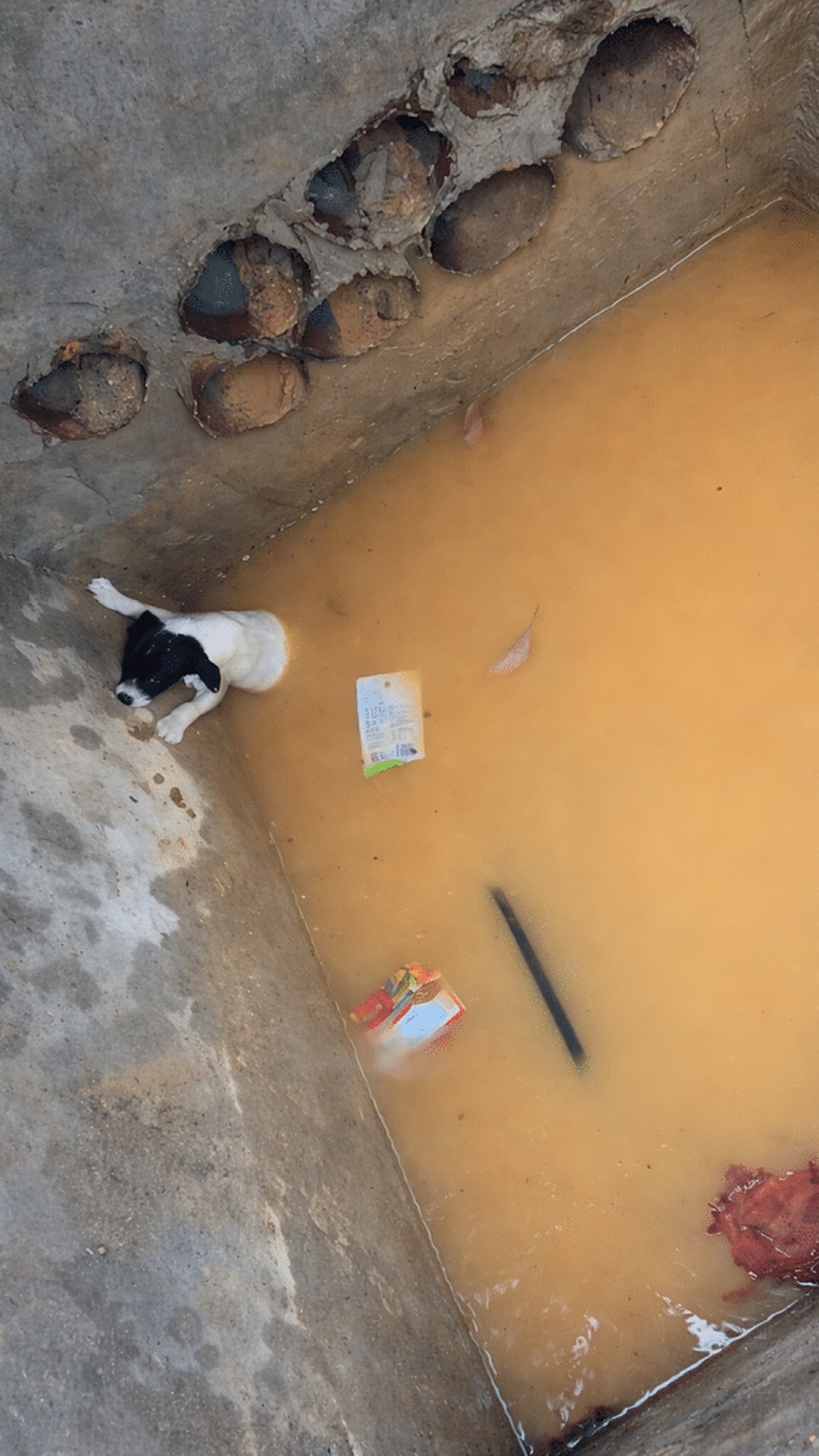 Man Rescues Trapped Puppy After Hearing a Faint Whimper