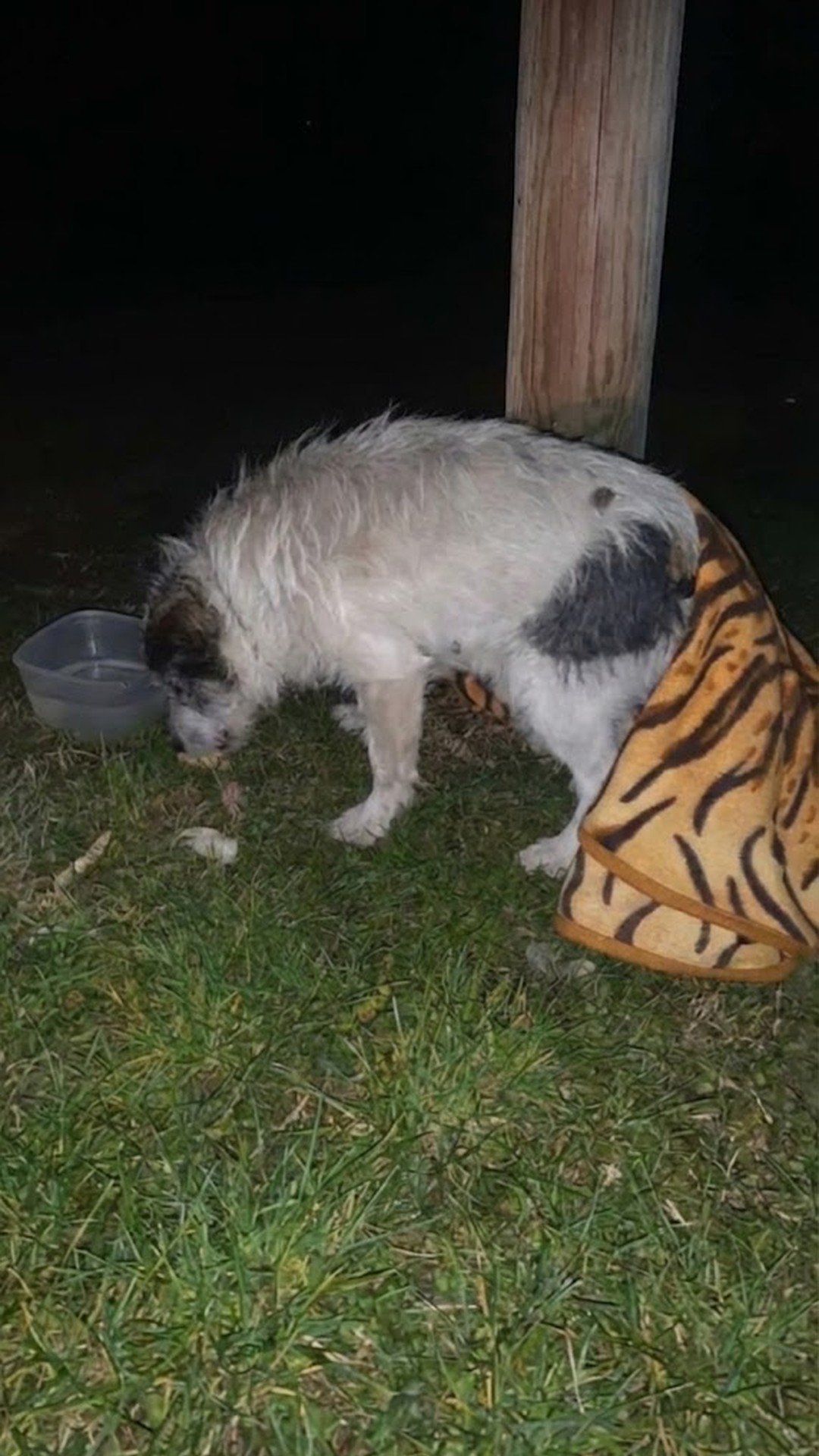 Heroic Woman Shields Abused Puppy from Abusers on Busy Road