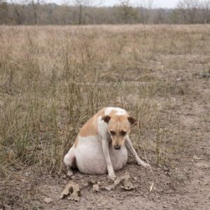 Sweetie’s Journey: From a Stray in Distress to a Caring Mother