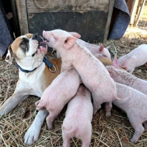 Treasure the Boxer Becomes a Mother to Eight Orphaned Piglets