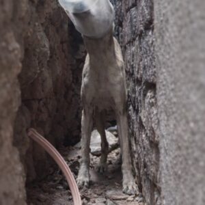 Rescue of Dog Trapped for Hours Highlights Dangers of Plastic Waste