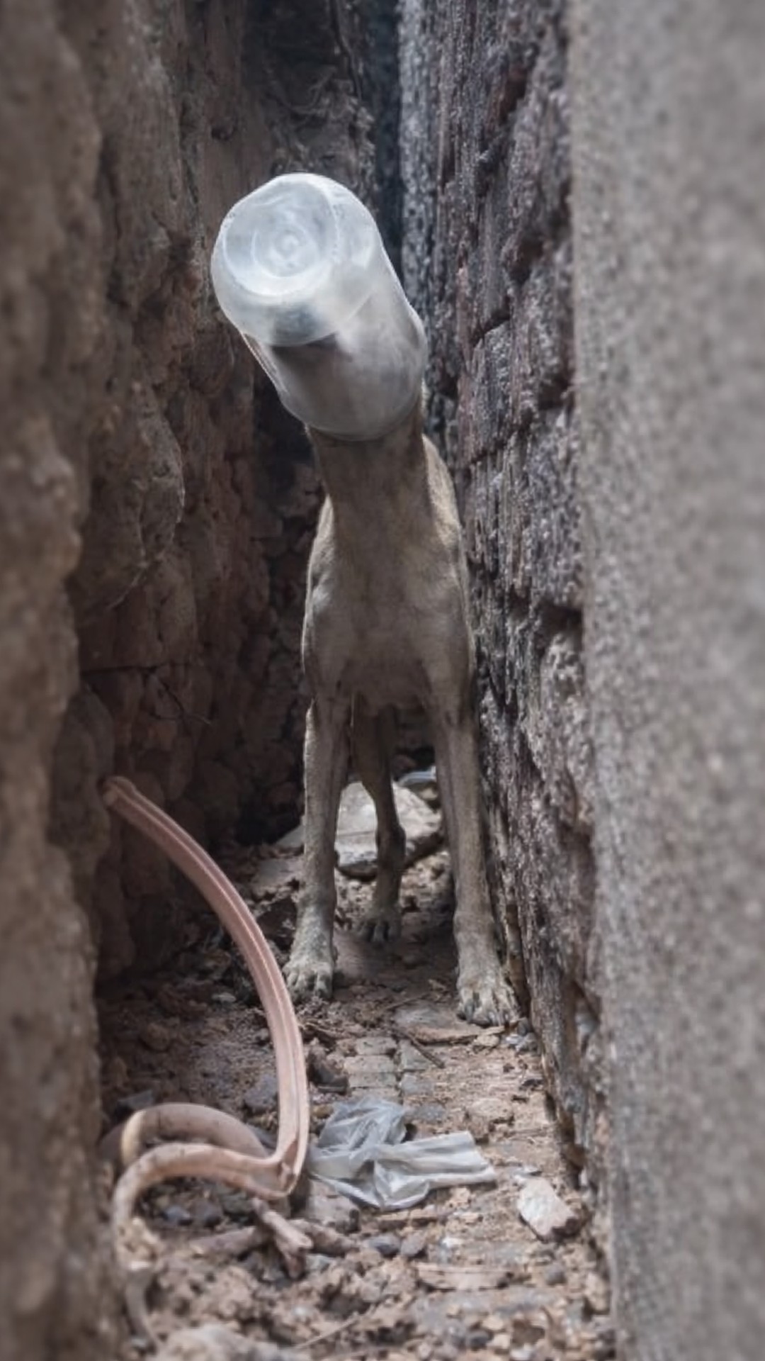 Rescue of Dog Trapped for Hours Highlights Dangers of Plastic Waste