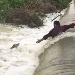 Daring Rescue: Dog Defies Floods to Reach Out for Help