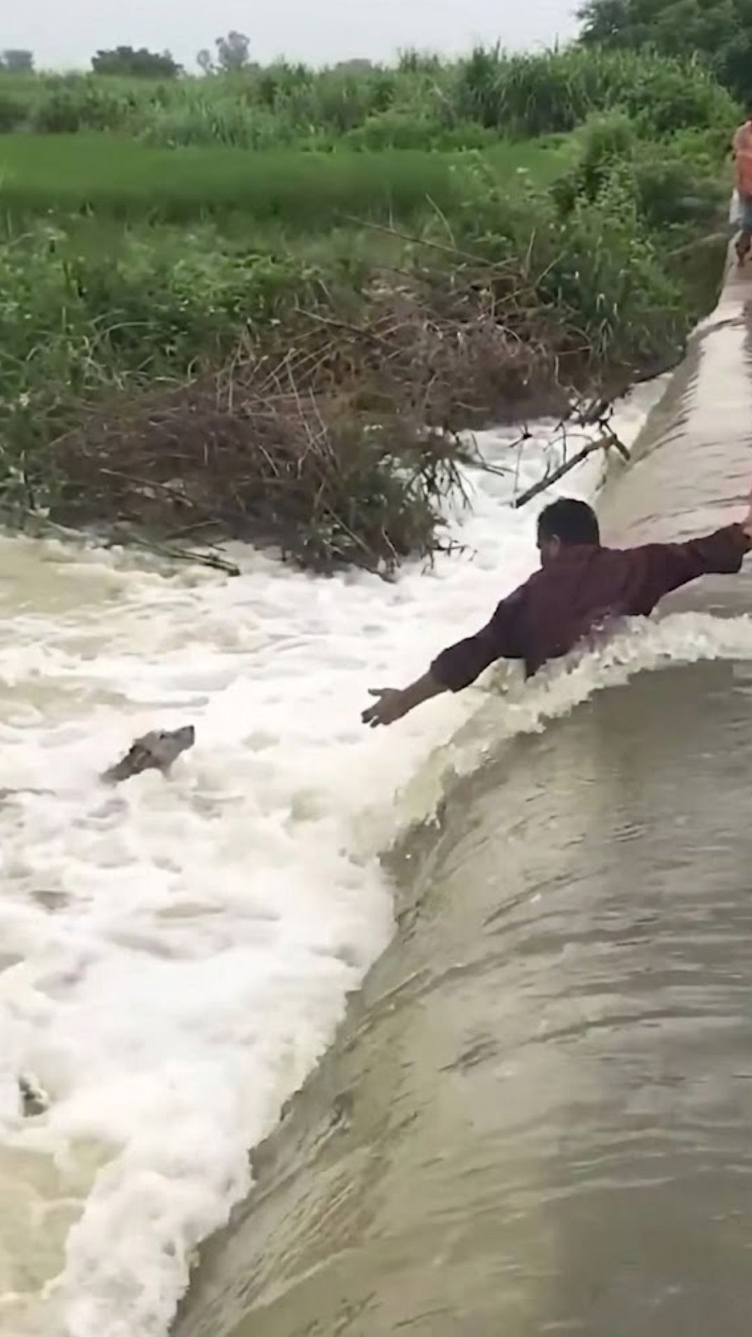 Daring Rescue: Dog Defies Floods to Reach Out for Help