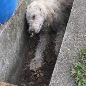 Rescue Team Gently Lifts Dog From Beneath Concrete Drain
