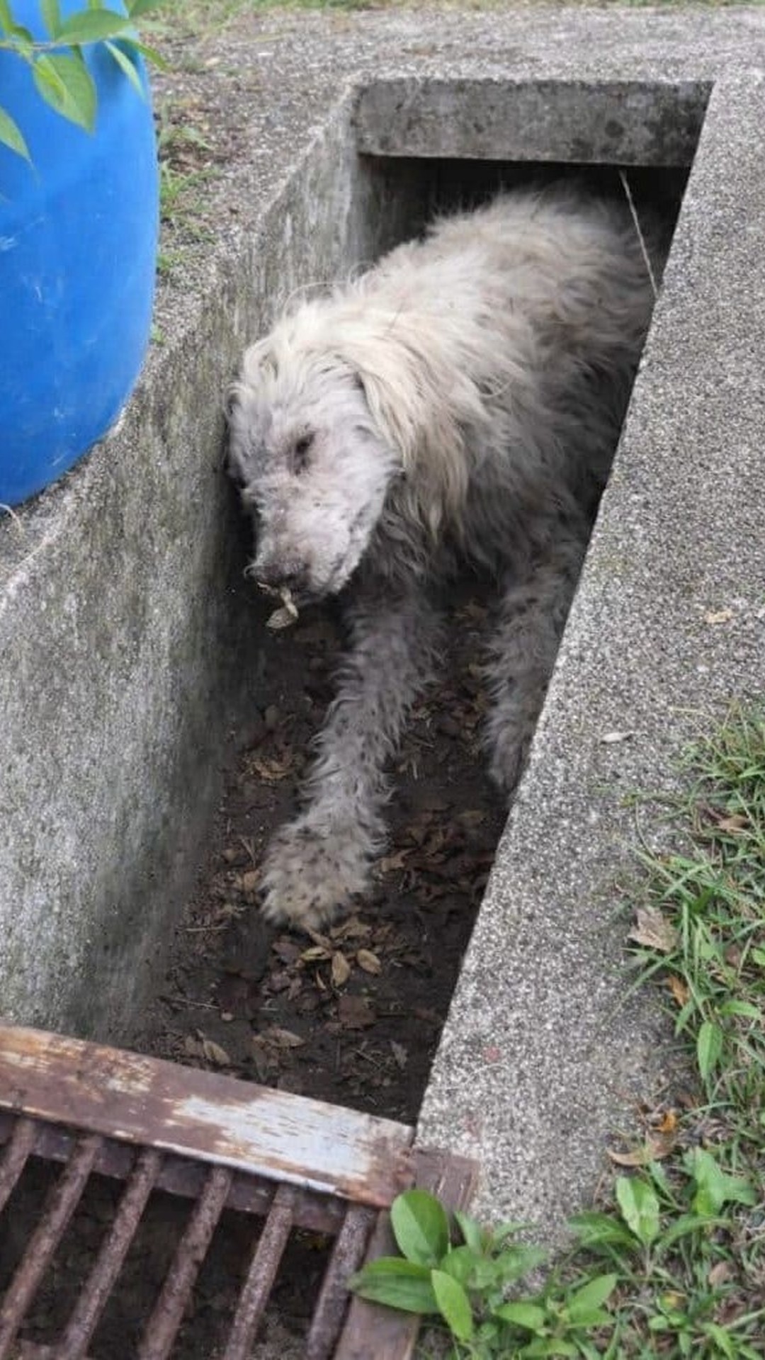 Rescue Team Gently Lifts Dog From Beneath Concrete Drain