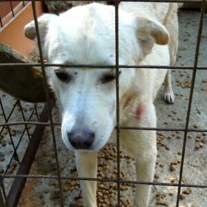 From Desperation in a Romanian Pound to a Loving Home in New Hampshire