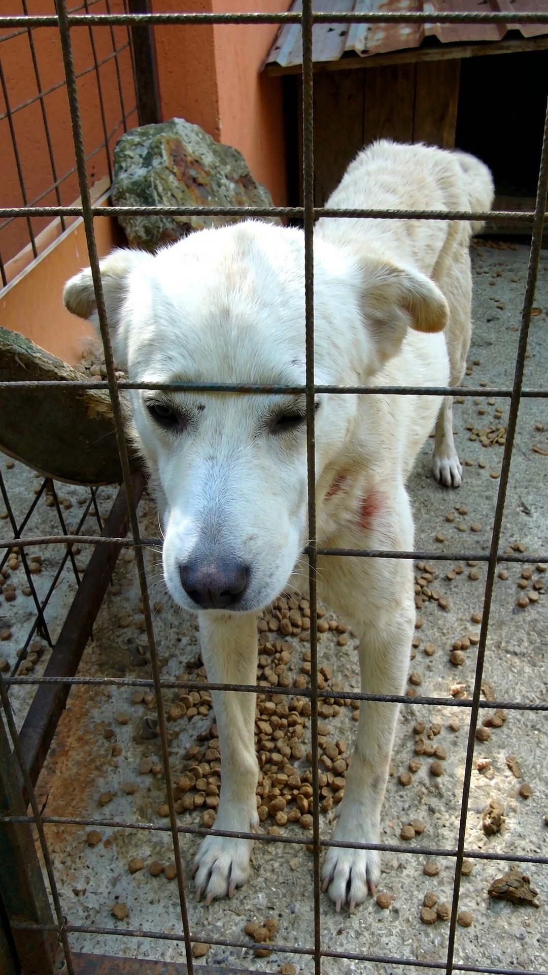 From Desperation in a Romanian Pound to a Loving Home in New Hampshire
