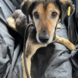 Senior Dog Charlie Finds Home After Eight Years of Neglect