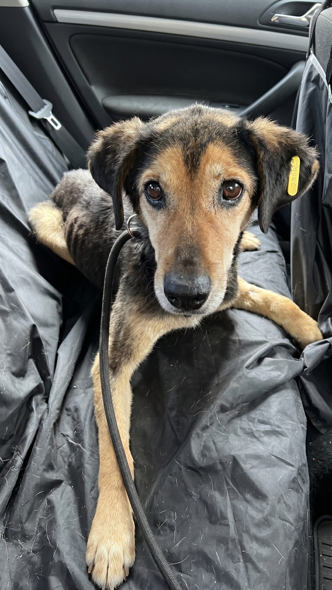 Senior Dog Charlie Finds Home After Eight Years of Neglect