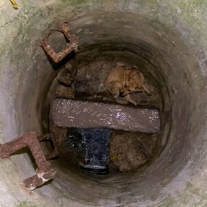 Local Man Saves Dog Trapped for Two Days in Underground Drain