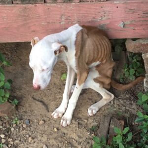 Starved Dog Nino Found Alone in Memphis Yard After Three Months