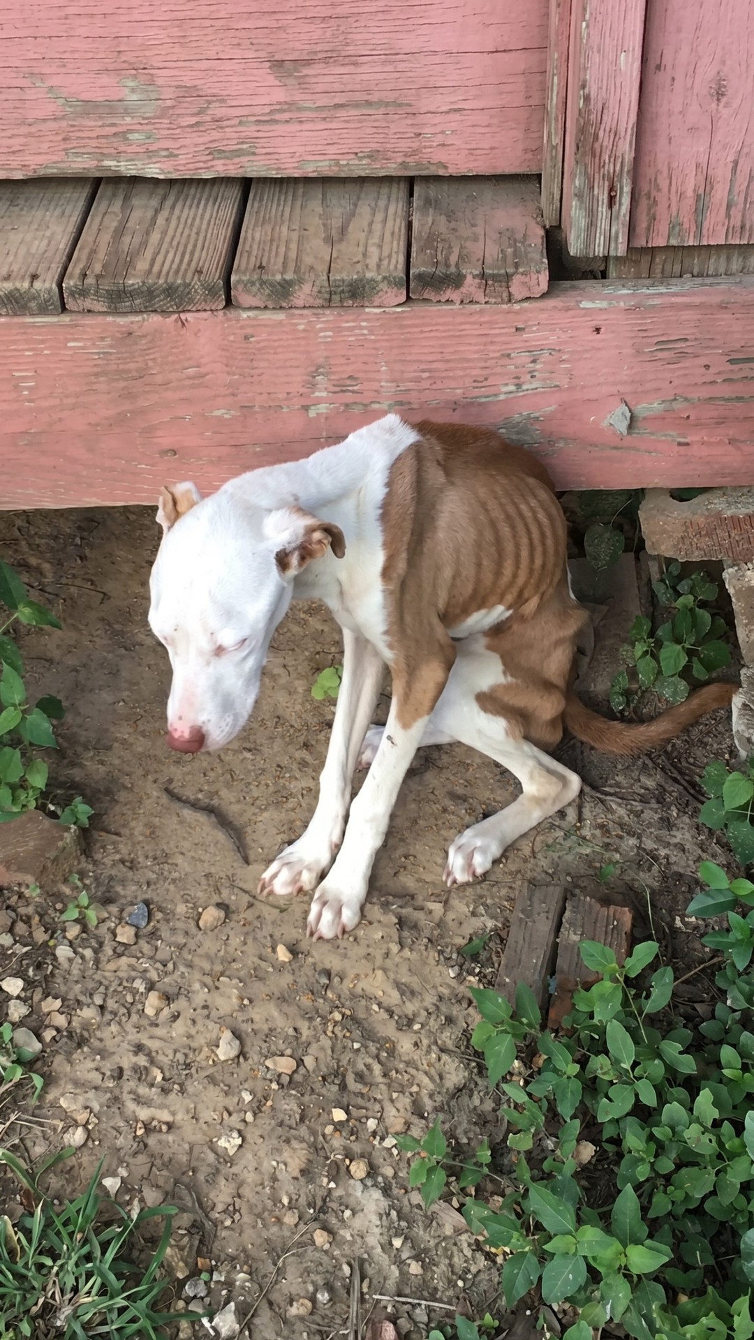 Starved Dog Nino Found Alone in Memphis Yard After Three Months