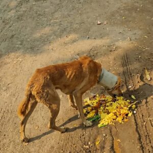 Stray Dog Rescued After Weeks with PVC Pipe Embedded in Neck