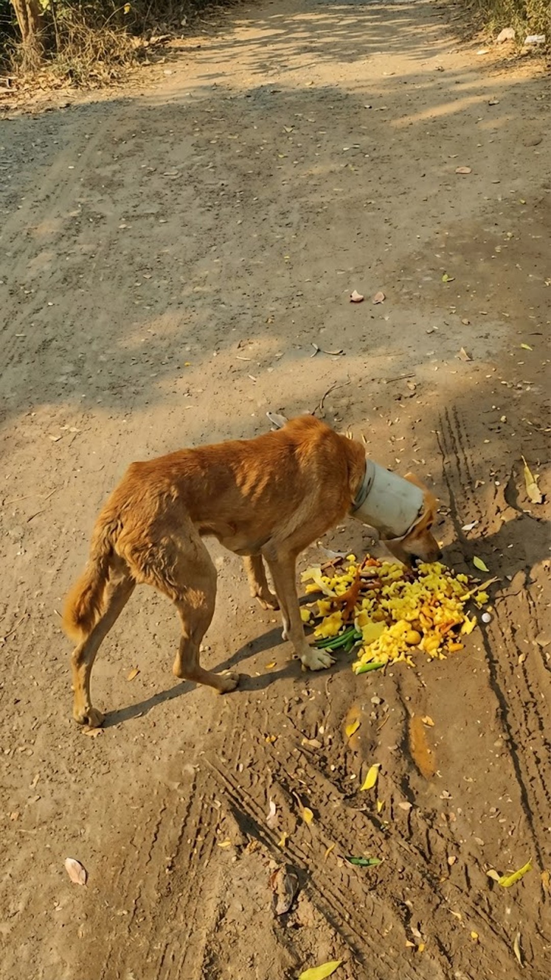 Stray Dog Rescued After Weeks with PVC Pipe Embedded in Neck