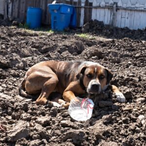 Odin the Stray Dog Finds His Smile After Rescue from Construction Site