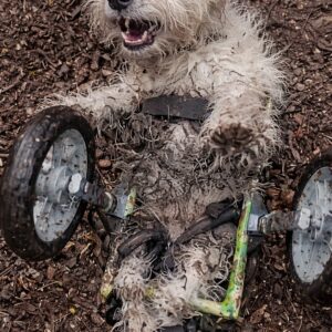 Jack's Bark Signals Adventure: A Wheelchair Dog's Bold Exploration