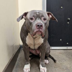 Electra's Remarkable Recovery After Abandonment at California Shelter