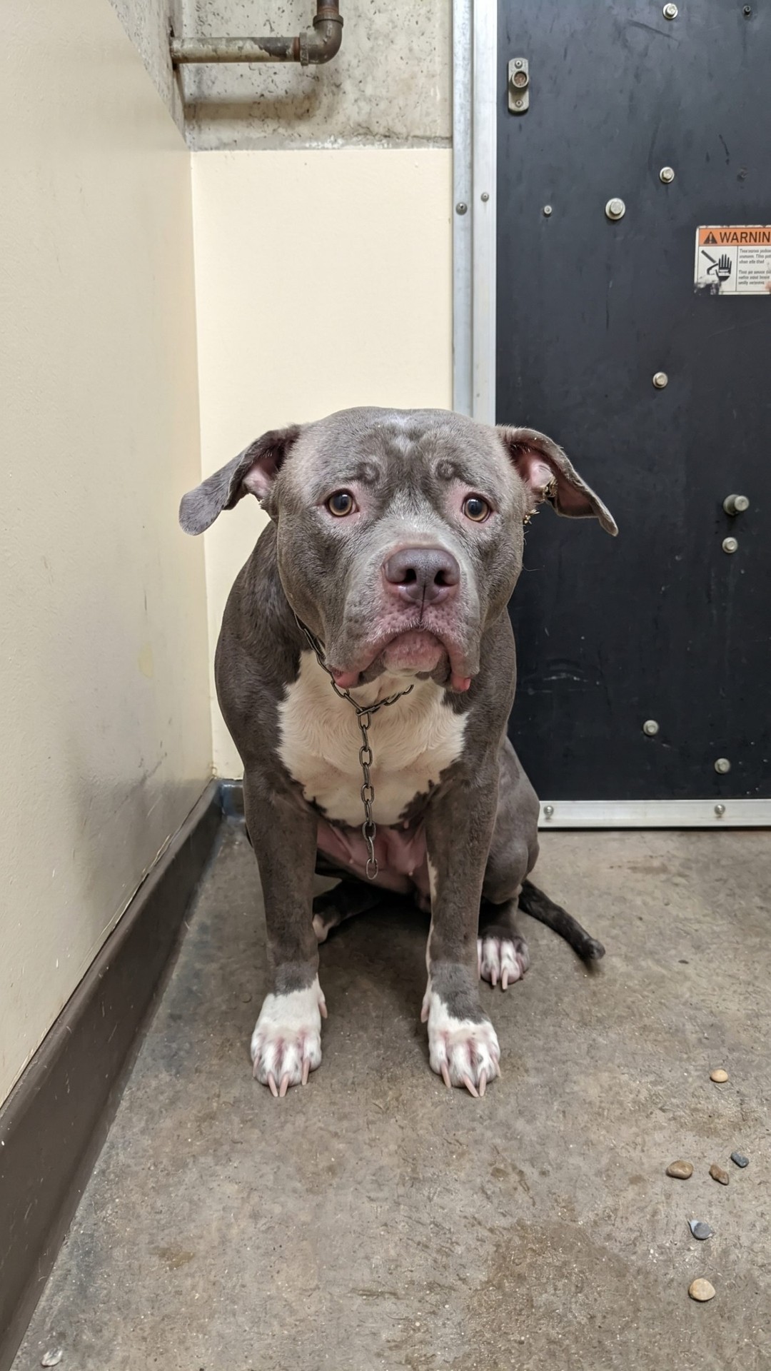 Electra's Remarkable Recovery After Abandonment at California Shelter