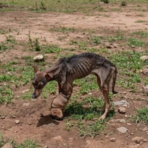 Hero’s Remarkable Recovery After Amputation and Finding a Forever Home