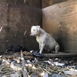 Rescued Dog Treya Makes Remarkable Progress After Five Years of Isolation