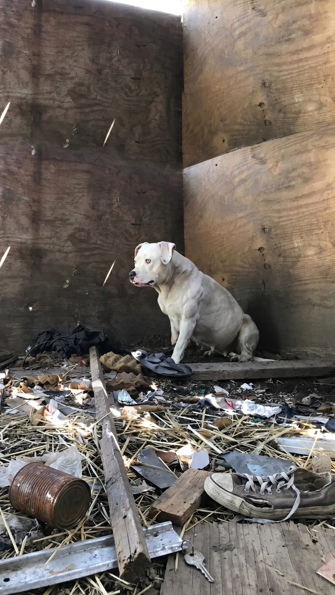 Rescued Dog Treya Makes Remarkable Progress After Five Years of Isolation
