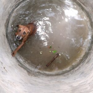 Rescue of Pregnant Dog from Deep Water Hole: A Study in Calm Precision
