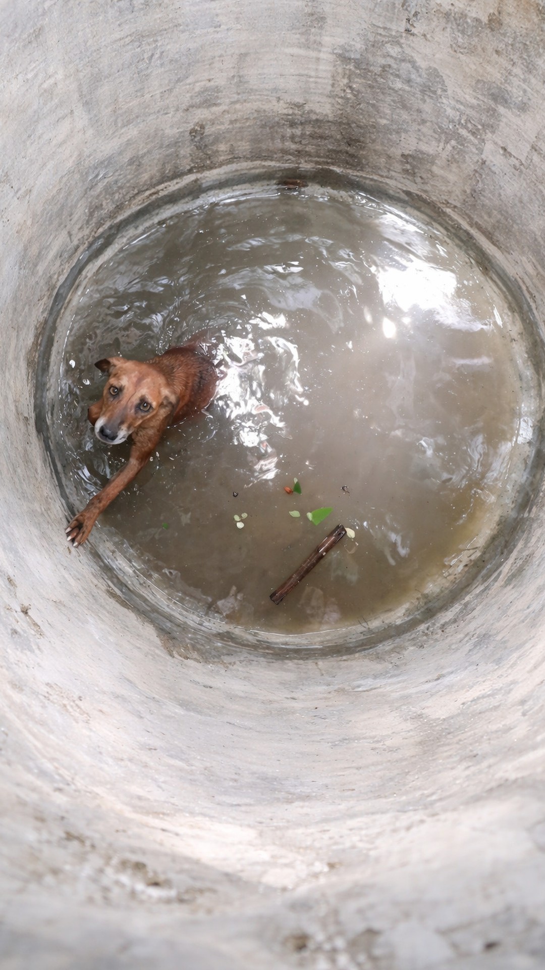 Rescue of Pregnant Dog from Deep Water Hole: A Study in Calm Precision