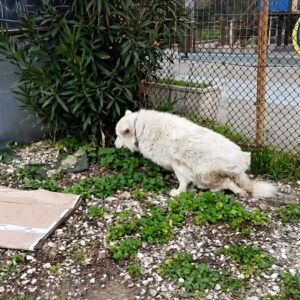 From Street Dog to Home: Bianca's Journey of Transformation in Just One Month