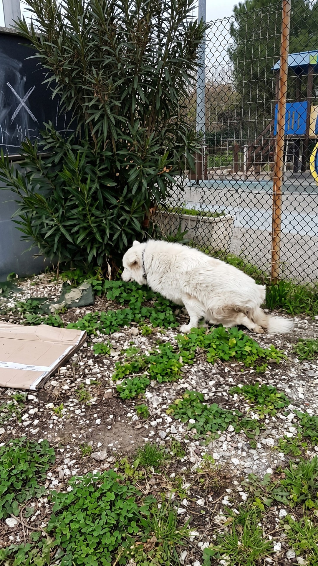From Street Dog to Home: Bianca's Journey of Transformation in Just One Month