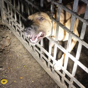 Dog Remembers Rescuers, Gets Stuck in Gate During Reunion
