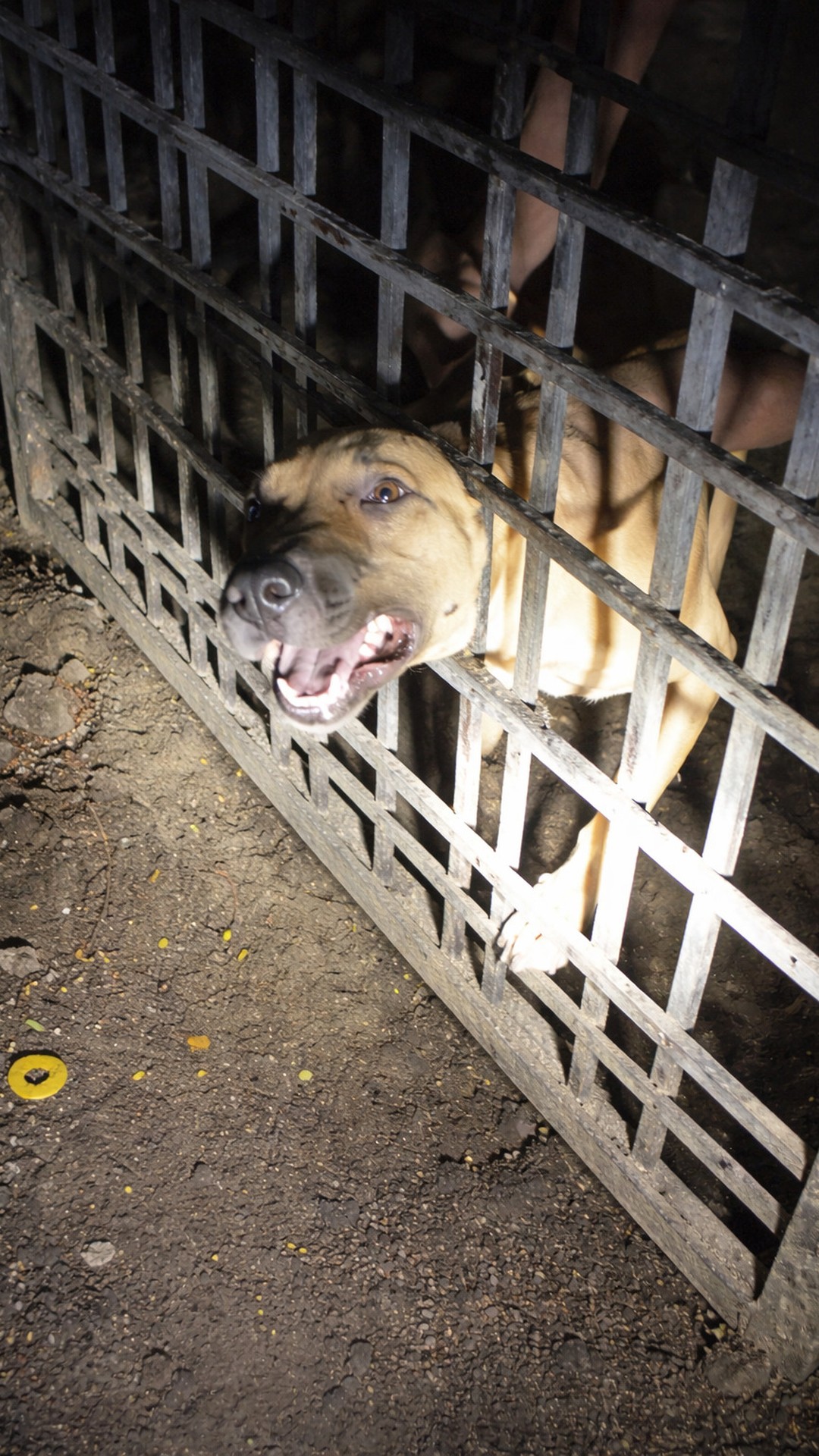 Dog Remembers Rescuers, Gets Stuck in Gate During Reunion