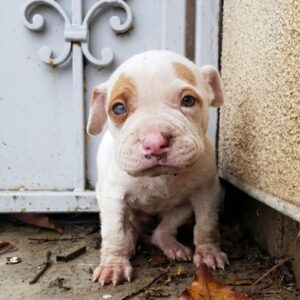 Lost Puppy Finds Surrogate Mother After Abandonment and Near-Death Experience