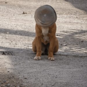 Daram's Remarkable Recovery: A Stray Dog's Escape from a Plastic Prison