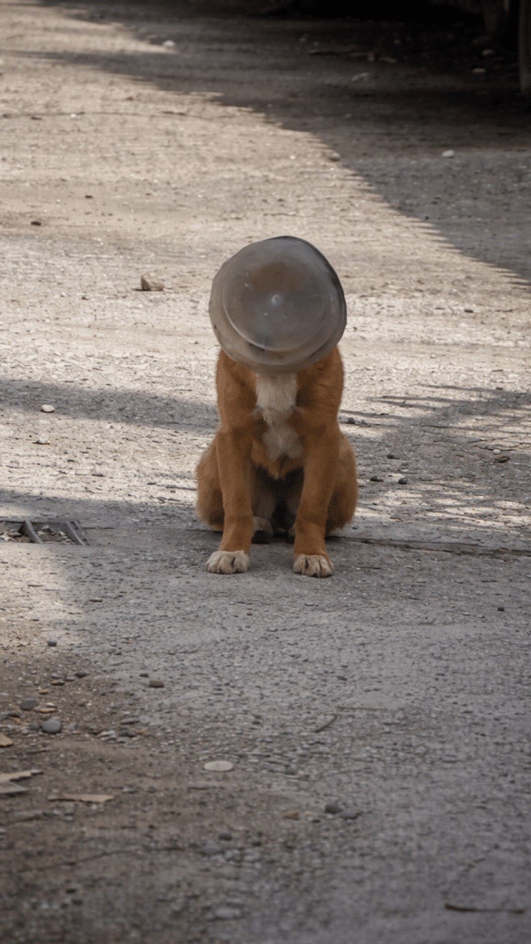 Daram's Remarkable Recovery: A Stray Dog's Escape from a Plastic Prison