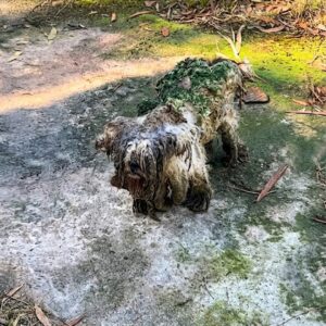 Yogi's Vision Improves After Years of Neglect and Isolation