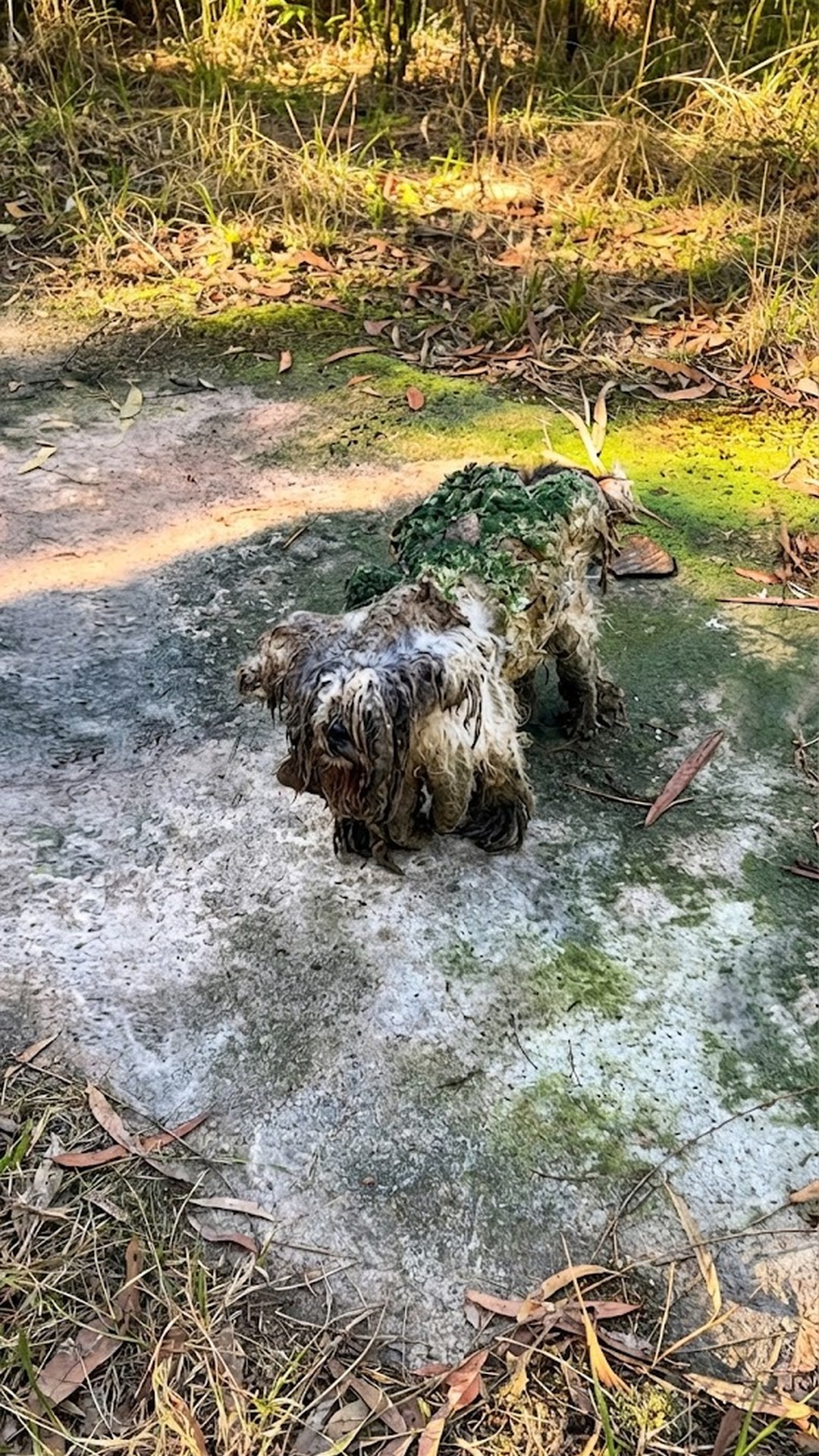 Yogi's Vision Improves After Years of Neglect and Isolation