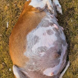 Seven Healthy Puppies Born After Beagle’s Abandonment by Highway
