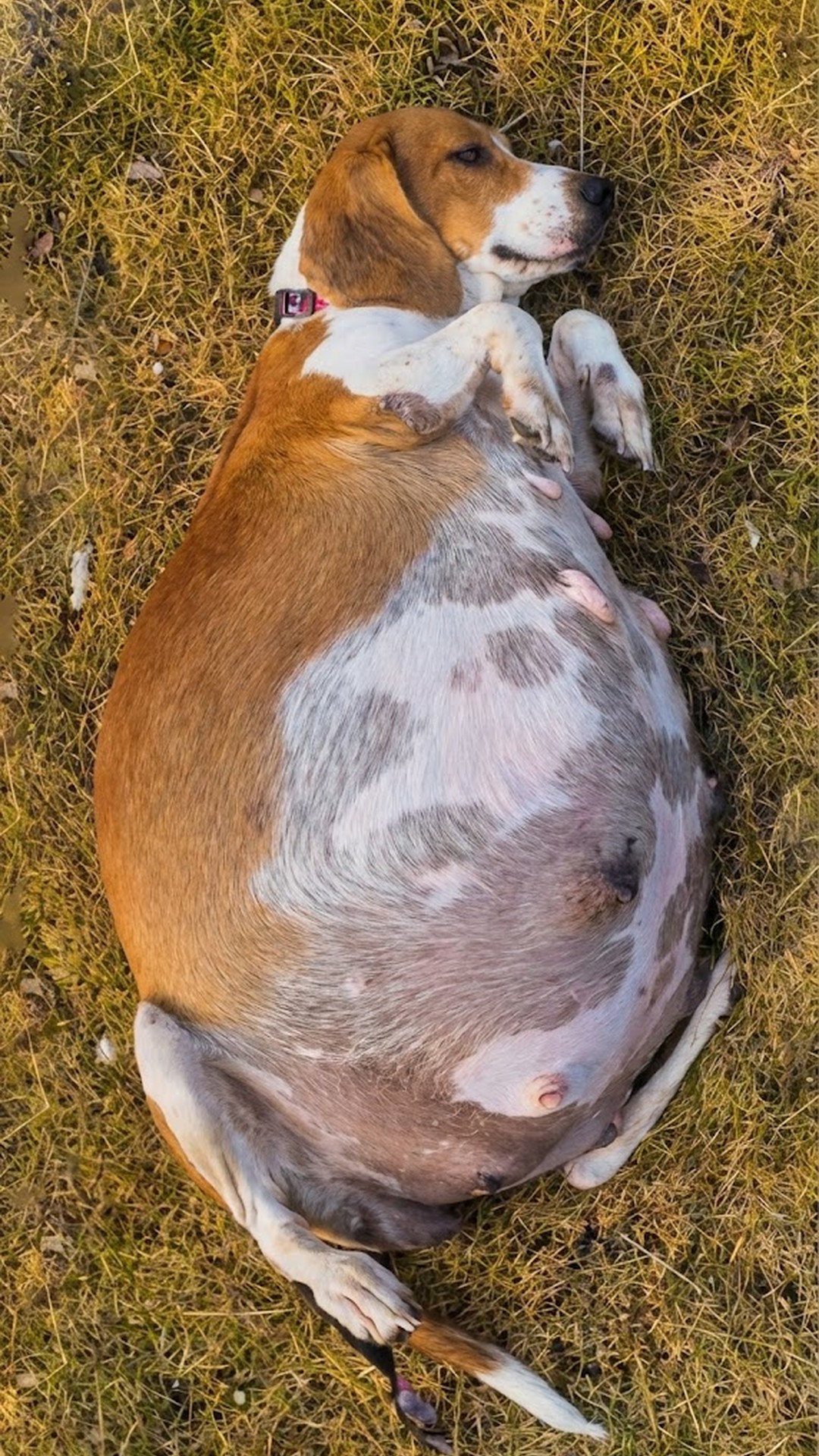 Seven Healthy Puppies Born After Beagle’s Abandonment by Highway