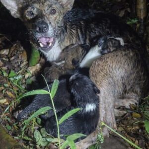 Rescue Team Finds Mother Dog and Four Puppies Hiding from the Rain