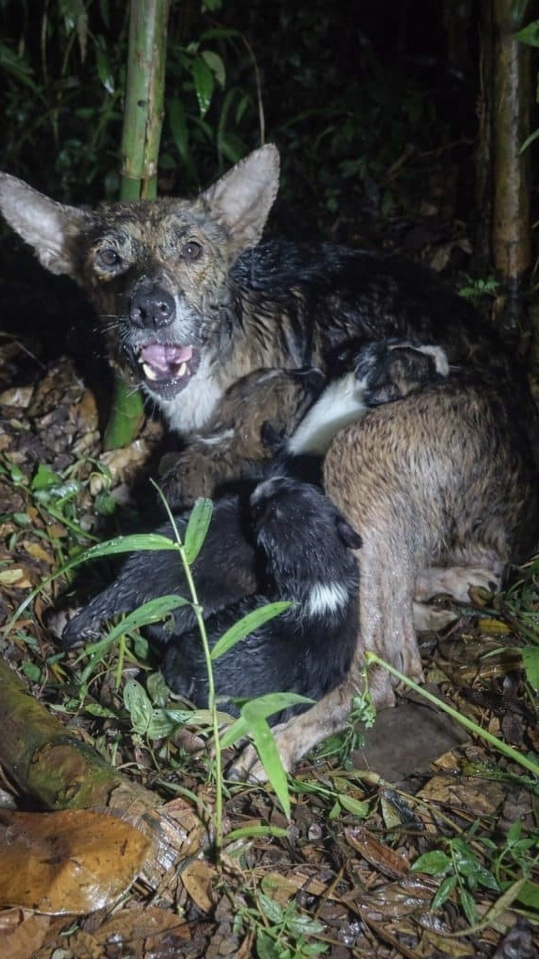 Rescue Team Finds Mother Dog and Four Puppies Hiding from the Rain