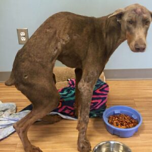 Spencer, the Paralyzed Doberman, Walks Again After Complex Surgery and Therapy